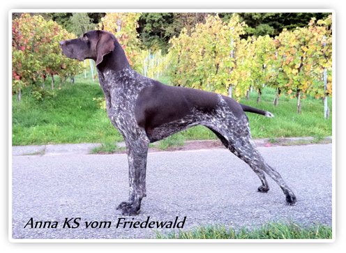 Anna KS vom Friedewald