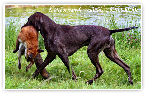 KS Thor van de Waltakke KS Thor van de Waltakke